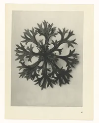 Pflanzenstudie (Urformen der Kunst)
