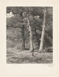 Waldlichtung