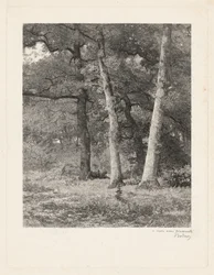 Eine Waldlichtung