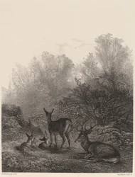 Rehe in Ruhe