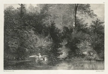 Enten