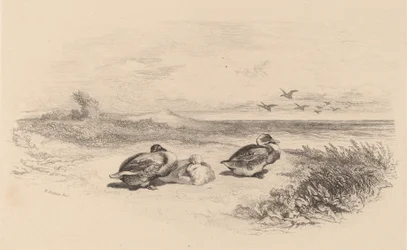 Wilde Enten
