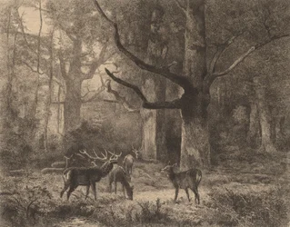 Wald von Fontainebleau