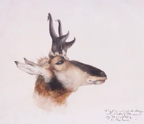 Kopf einer Antilope