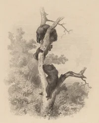 Les Ours Die Bären, 1858-1874