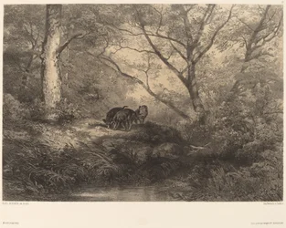 Wildschweine