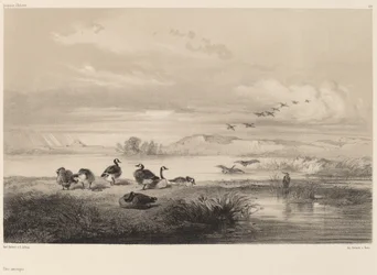 Wilde Gänse