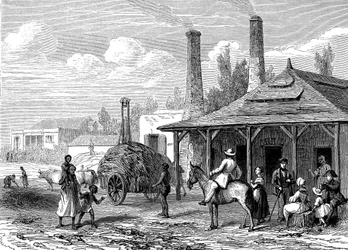 Zuckerpflanze auf Mauritius im Jahr 1863