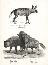 Afrikanischer Wildhund, Lycaon pictus, gefährdet, gefleckte Hyäne, Crocuta crocuta, und gestreifte Hyäne, Hyaena hyaena. Lithographie von Karl Joseph Brodtmann aus Heinrich Rudolf Schinz