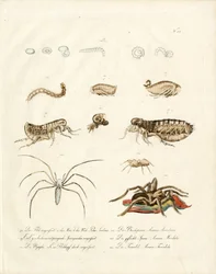 Spinnentiere und Entwicklungsstadien von Insekten