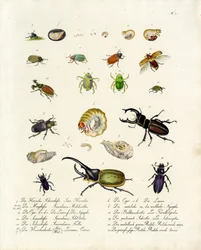 Verschiedene Käferarten und ihre Entwicklungsstadien