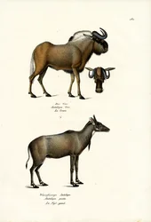 Hartebeest