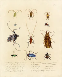Langhornkäfer und verwandte Arten