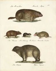 Murmeltier und andere Nagetiere