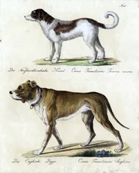 Neufundländer und Englische Dogge (Druck)