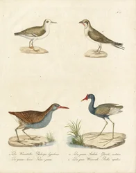 Phalarope, Seeschwalbe, Jacana und Wasserralle