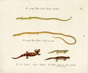 Salamander und Skinke (Druck)