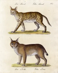 Serval und Luchs