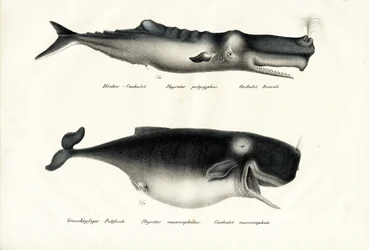 Pottwale, 1824