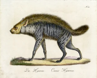 Die Hyäne