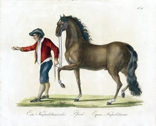 Das neapolitanische Pferd