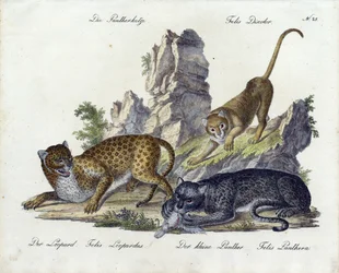 Der Pantherkatze mit Leopard und kleinem Panther