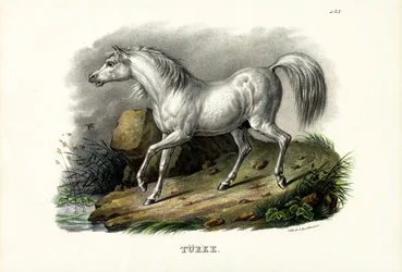 Türkisches Pferd, 1824