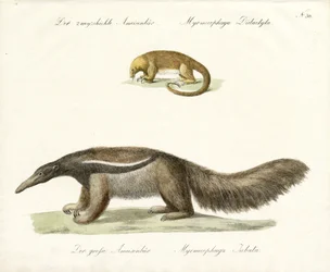 Zweizehiger und Großer Ameisenbär