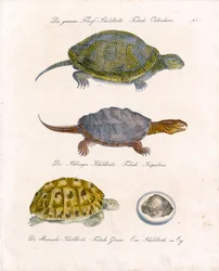 Verschiedene Schildkrötenarten