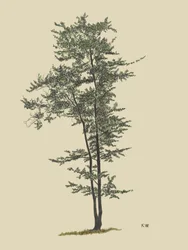 Laubbaum um 1924