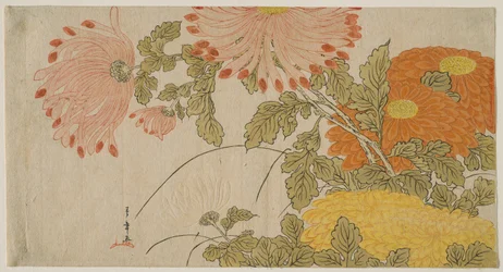 Chrysanthemen