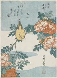 Schwarzgenickpirol und Chinarose, ca. 1833