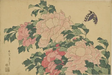 Schmetterling und Pfingstrosen