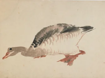 Gans