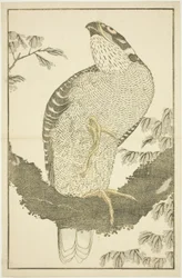Falke, aus Das Bilderbuch der realistischen Malereien von Hokusai (Hokusai shashin gafu)