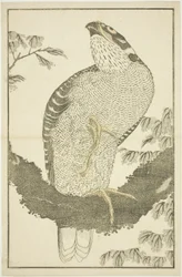 Falke, aus dem Bilderbuch der realistischen Gemälde von Hokusai (Hokusai shashin gafu)