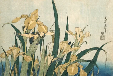 Schwertlilien mit einem Grashüpfer, veröffentlicht 1830