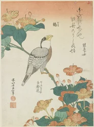 Japanischer Grosbeak und Vier-Uhr-Blumen (ca. 1833)
