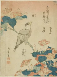 Japanischer Kernbeißer und Wunder von Peru, aus einer unbetitelten Serie von Blumen und Vögeln
