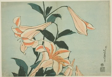 Lilien, aus einer unbetitelten Serie von großen Blumen