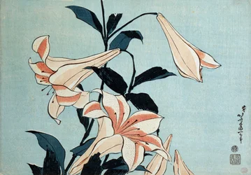 Trompetenlilien