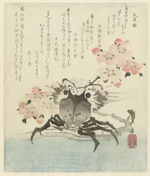 Krabbe mit Kirschblüte