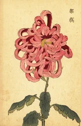Hybride rosa und purpurrote Chrysantheme (Gravur)