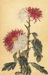 Hybride lila und weiße Quill-Chrysantheme