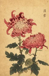 Hybride lachsrosa Chrysantheme