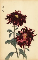 Hybridisierte rot-rosa Chrysantheme (Gravur)