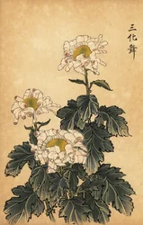 Hybride weiße und rosa Chrysantheme
