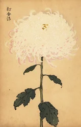 Hybride weiße Chrysantheme