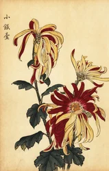 Hybridisierte gelb-rote Chrysantheme (Gravur)