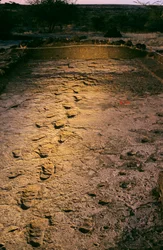 Die ersten Schritte, 3,6 Millionen Jahre alte Fußspuren im nassen Vulkangestein, entdeckt... 2008 (Foto)